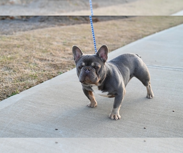 Medium Photo #1 French Bulldog Puppy For Sale in DECATUR, GA, USA
