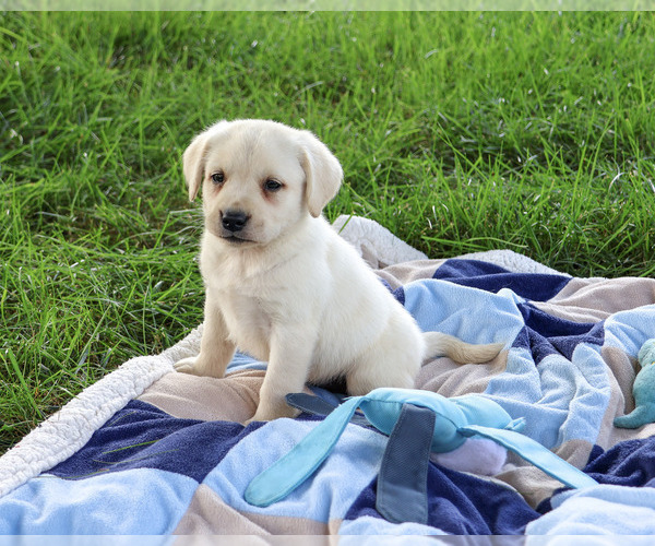 Medium Photo #1 Labrador Retriever Puppy For Sale in SYRACUSE, IN, USA