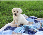 Image preview for Ad Listing. Nickname: Randy