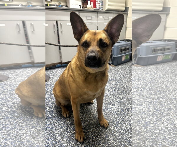Medium Photo #1 German Shepherd Dog-Unknown Mix Puppy For Sale in Jackson , NJ, USA
