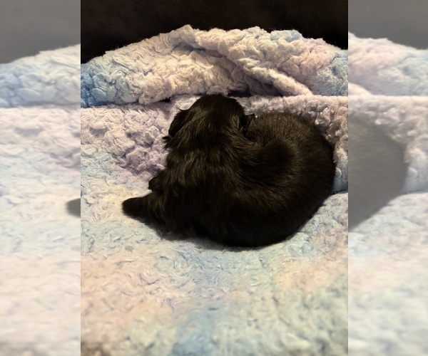 Medium Photo #3 Shih Tzu Puppy For Sale in BLUFFTON, SC, USA