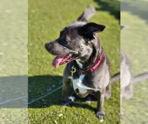 KangaRoo - Female Blue Lacy-Unknown Mix Dog for Adoption - Photo #23