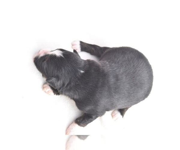 Medium Photo #5 Miniature Australian Shepherd Puppy For Sale in PALM COAST, FL, USA