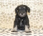 Small #1 Schnauzer (Miniature)