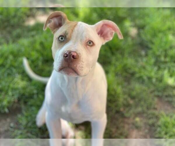 Medium Photo #1 Mutt Puppy For Sale in Tulsa, OK, USA