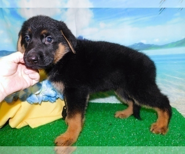 Medium Photo #9 German Shepherd Dog Puppy For Sale in HAMMOND, IN, USA