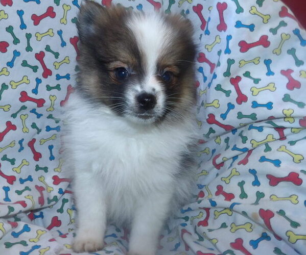 Medium Photo #2 Pomeranian Puppy For Sale in PATERSON, NJ, USA