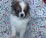 Small #1 Pomeranian