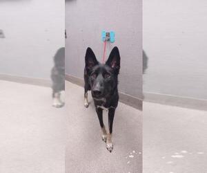 German Shepherd Dog-Siberian Husky Mix Dogs for adoption in Las Vegas, NV, USA