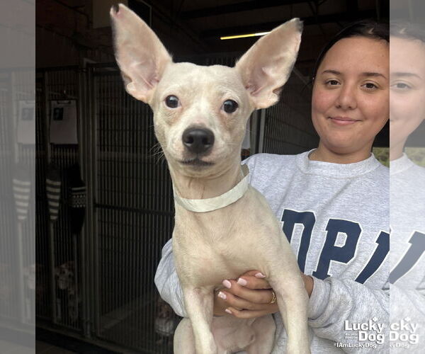 Medium Photo #1 Chihuahua-Unknown Mix Puppy For Sale in Washington, DC, USA