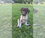 Puppy Lilly German Shorthaired Pointer
