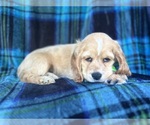 Small #5 Cocker Spaniel