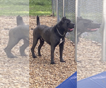 Small Photo #1 Cane Corso Puppy For Sale in HUDSON, NH, USA