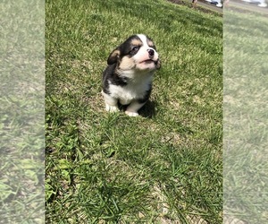 Pembroke Welsh Corgi Puppy for sale in ARTHUR, IL, USA