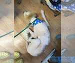 Small #2 Great Pyrenees Mix