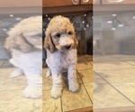 Puppy Good Girl Goldendoodle