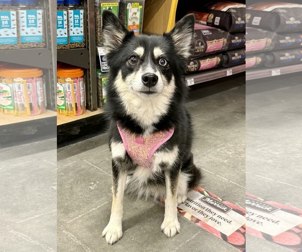 Medium Photo #3 Pomsky Puppy For Sale in Lee's Summit, MO, USA