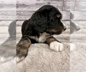 Bernedoodle Puppy for Sale in MIDLAND, North Carolina USA