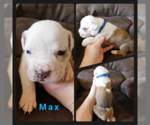 Olde English Bulldogge Puppy for sale in WHEELER, MI, USA