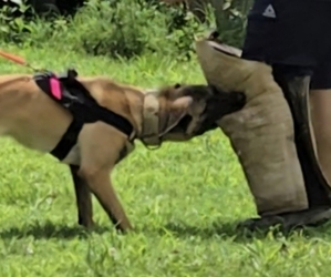 Mother of the Belgian Malinois puppies born on 05/08/2026