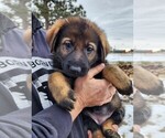 Small Photo #11 German Shepherd Dog Puppy For Sale in LIVERMORE, CO, USA