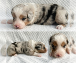 Small #2 Miniature Australian Shepherd