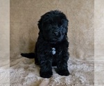 Puppy 3 Newfoundland