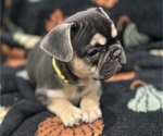 Small #2 French Bulldog