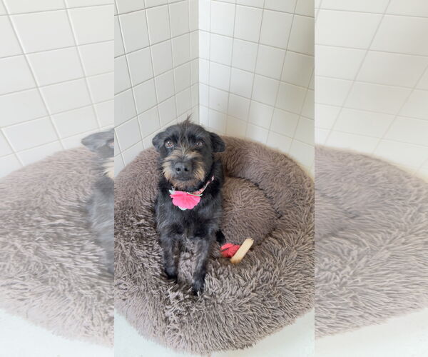 Medium Photo #7 Mutt Puppy For Sale in Fort Worth, TX, USA