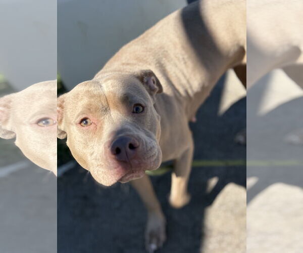 Medium Photo #2 American Pit Bull Terrier-Unknown Mix Puppy For Sale in Virginia Beach, VA, USA
