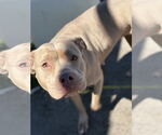 Small #1 American Pit Bull Terrier Mix