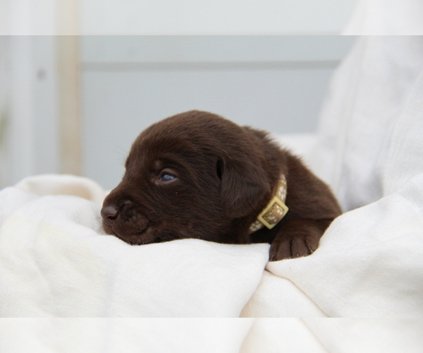 Medium Photo #6 Labrador Retriever Puppy For Sale in HYDE PARK, VT, USA