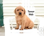 Puppy Tanner Labrador Retriever