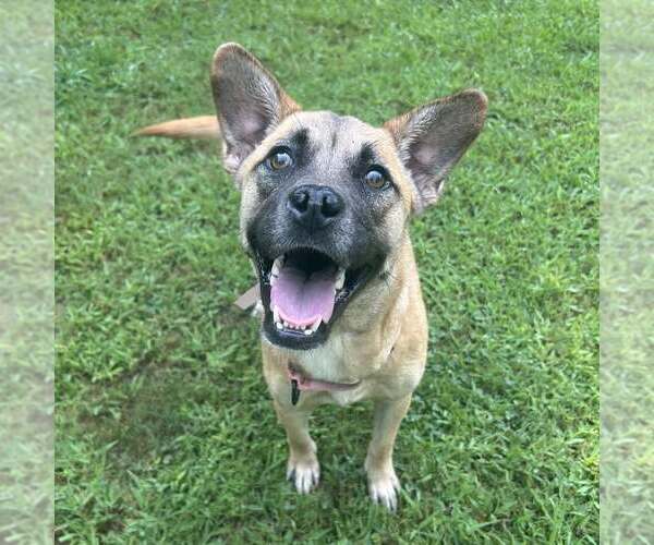 Medium Photo #1 Black Mouth Cur-Unknown Mix Puppy For Sale in Shermans Dale, PA, USA