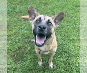Black Mouth Cur-Unknown Mix Dogs for adoption in Shermans Dale, PA, USA