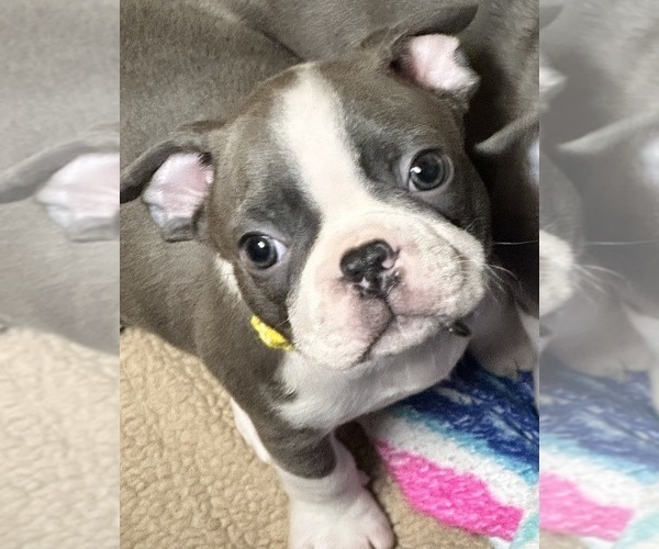 Medium Photo #4 Boston Terrier Puppy For Sale in FLINT, MI, USA