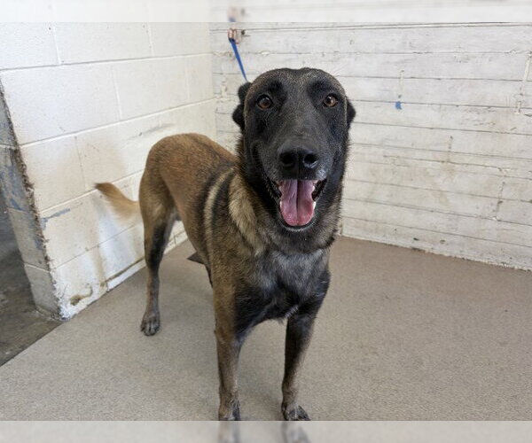 Medium Photo #1 German Shepherd Dog-Unknown Mix Puppy For Sale in San Bernardino, CA, USA