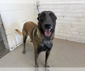 German Shepherd Dog-Unknown Mix Dogs for adoption in San Bernardino, CA, USA