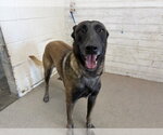 Small German Shepherd Dog Mix