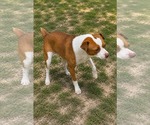 Small #3 Mutt