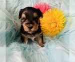 Small Photo #10 Yorkshire Terrier Puppy For Sale in LA SIERRA, CA, USA