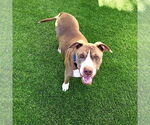 Small #1 American Staffordshire Terrier