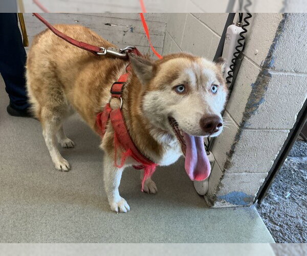 Medium Photo #1 Siberian Husky-Unknown Mix Puppy For Sale in San Bernardino, CA, USA