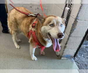 Siberian Husky-Unknown Mix Dogs for adoption in San Bernardino, CA, USA