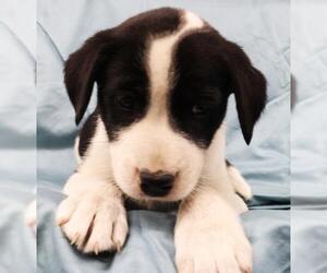 Mutt Dogs for adoption in Thief River Falls, MN, USA