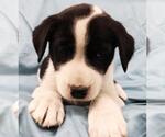 Small Mutt