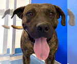 26-374 Brutus - Male Bullmastiff Dog for Adoption - Small photo