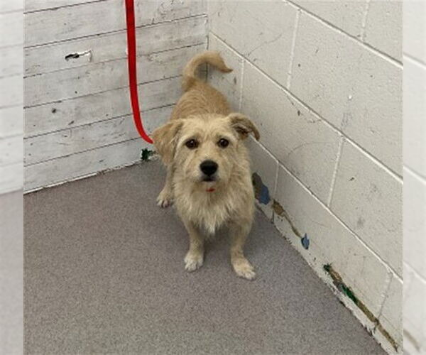 Medium Photo #1 Mutt Puppy For Sale in San Bernardino, CA, USA