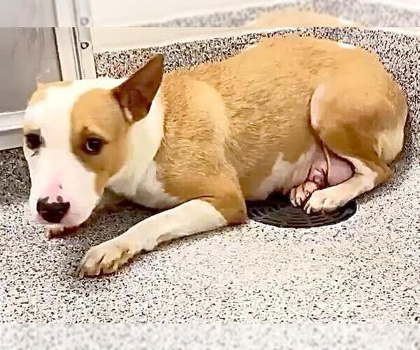 Medium Photo #2 American Pit Bull Terrier Puppy For Sale in Houston, TX, USA