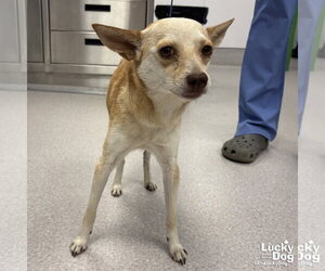 Chihuahua-Unknown Mix Dogs for adoption in Washington, DC, USA